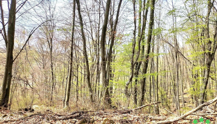Comuna Chiuiesti Deschis Acum - Romania