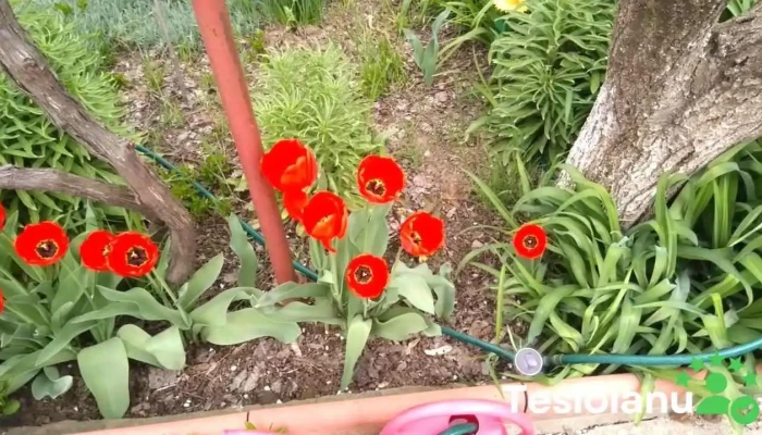 Comuna Cogealac -  Videoclipuri - Romania
