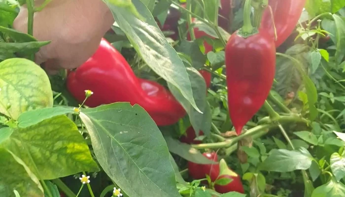 Comuna Dumbraveni Prețuri - Romania