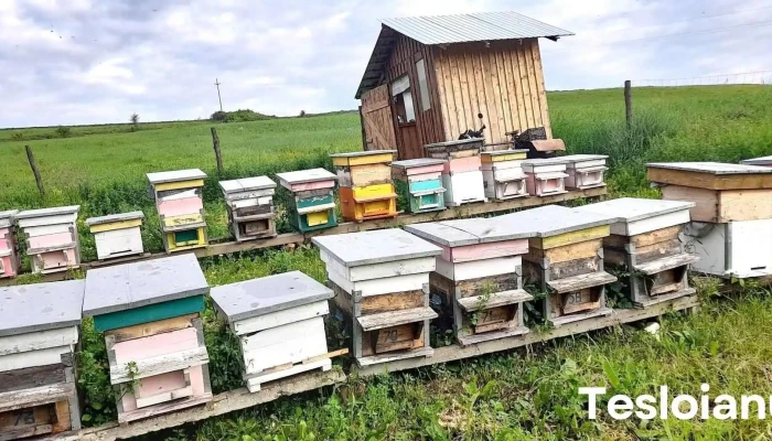 Comuna Geaca -  Prețuri - Romania
