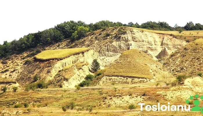 Comuna Micestii De Campie Telefon - Romania