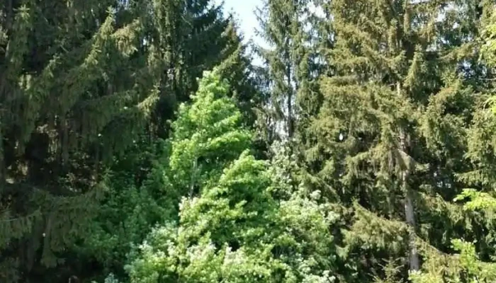 Comuna Piatra Șoimului - Romania