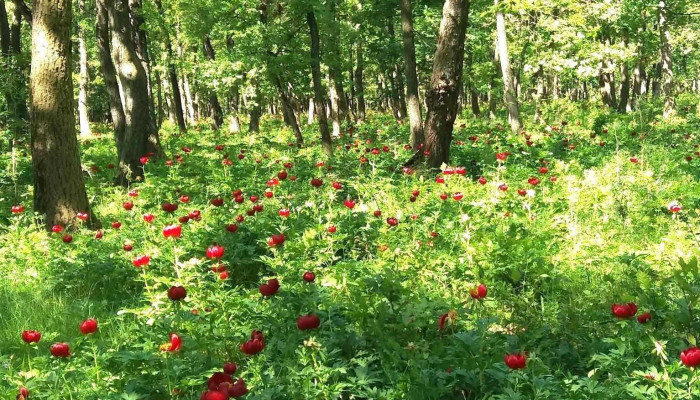 Comuna Plenita Scor - Romania
