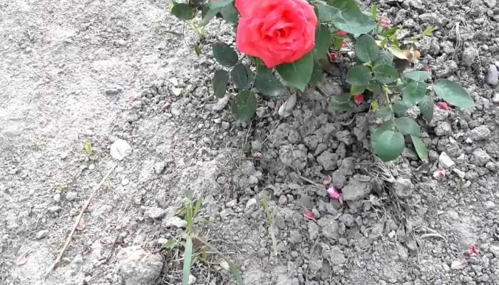 Comuna Ponoarele -  Videoclipuri - Romania