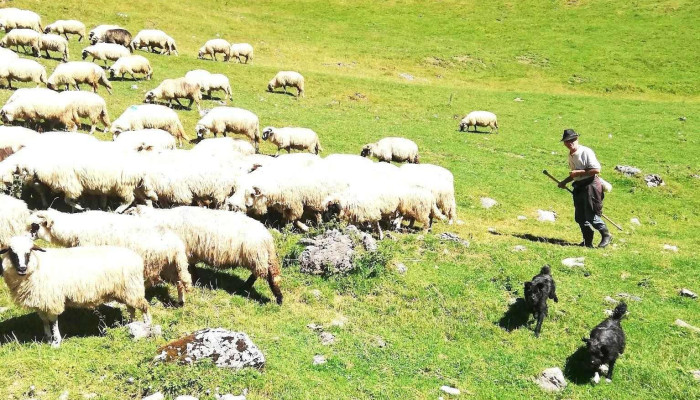 Comuna Posaga Munte - Romania