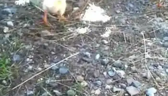 Comuna Risca Videoclipuri - Romania