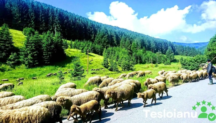 Comuna Turia -  Munte - Romania