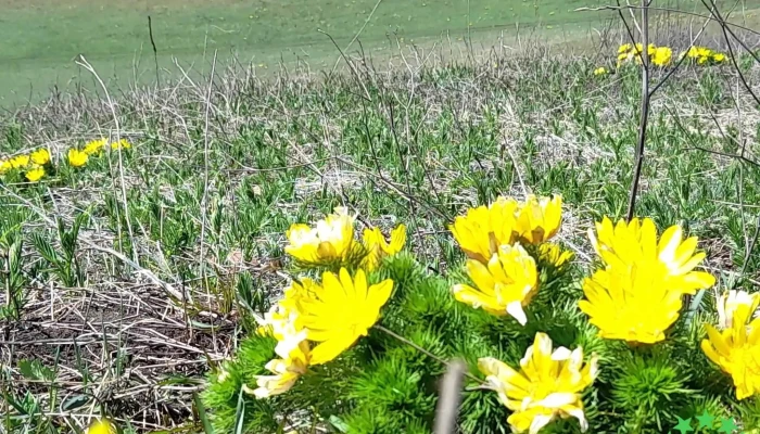 Comuna Viisoara Deschis Acum - Romania