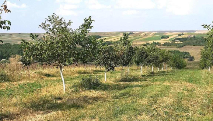 Comuna Viisoara Locație - Romania
