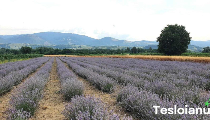 Comună Slatina-timiş - Romania