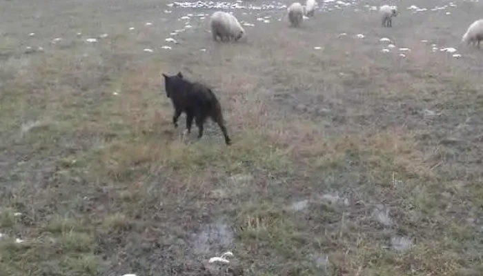 Comună Someş-odorhei - Romania