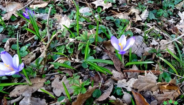 Copacel Deschis Acum - Copăcel