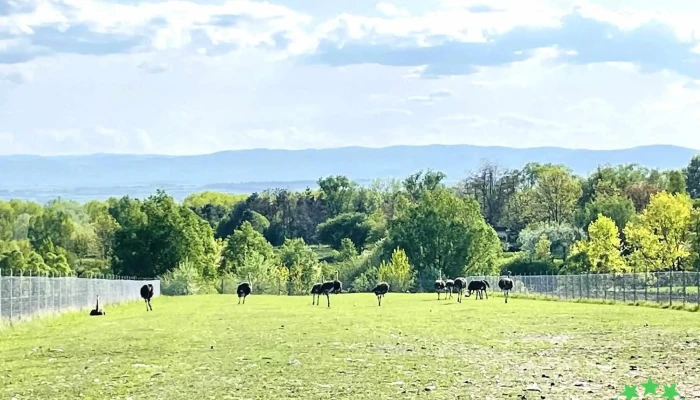 Costisa Adresă - Costișa