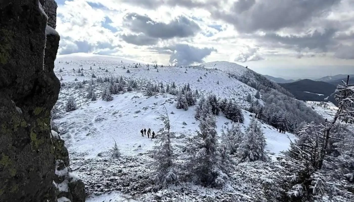 Creasta Cocosului Cele Mai Recente - Romania