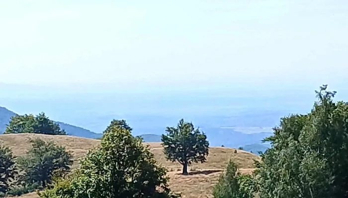 Creasta Cocosului Reduceri - Romania