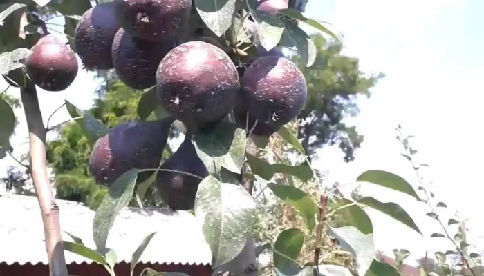 Cudalbi -  Reduceri - Cudalbi