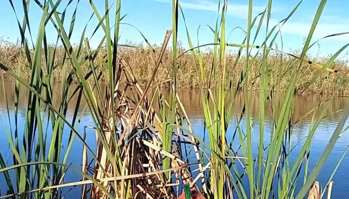Debarcader Lebada Reduceri - Budeni