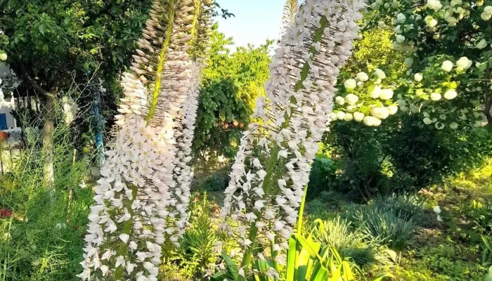 Deleni -  Deschis Acum - Deleni