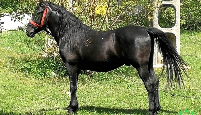 Dobresti Unde - Dobreşti