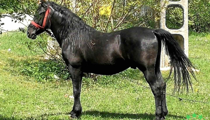 Dobreşti - Dobreşti