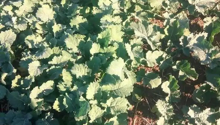 Dorobanţi - Dorobanţi