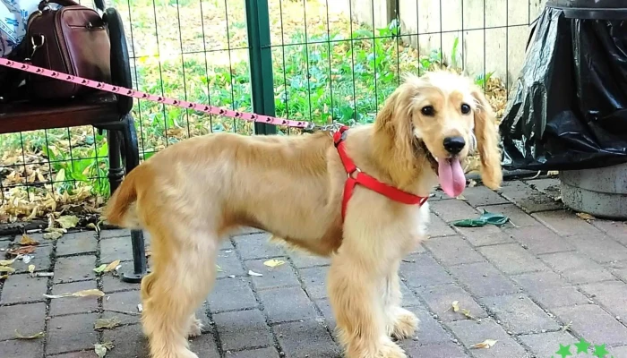 Ds Animal Center   Clinica Veterinara Chisoda Caine - Chișoda