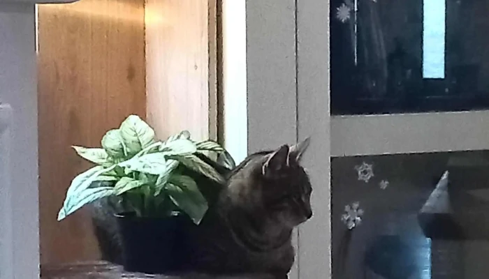 Ds Animal Center   Clinica Veterinara Chisoda Chișoda - Chișoda