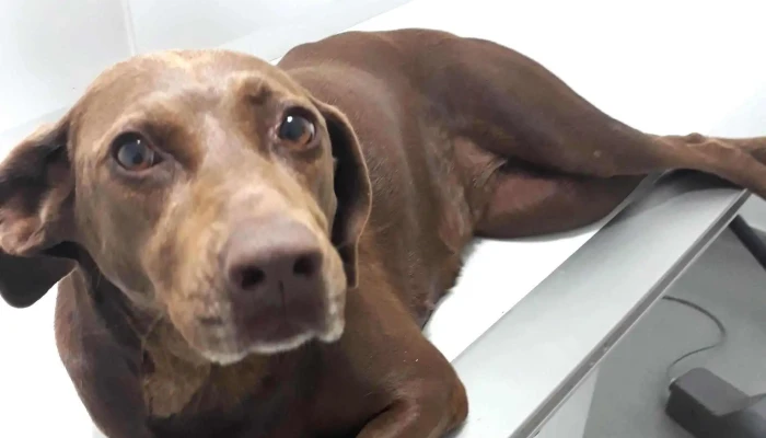 Ds Animal Center   Clinica Veterinara Chisoda Instagram - Chișoda
