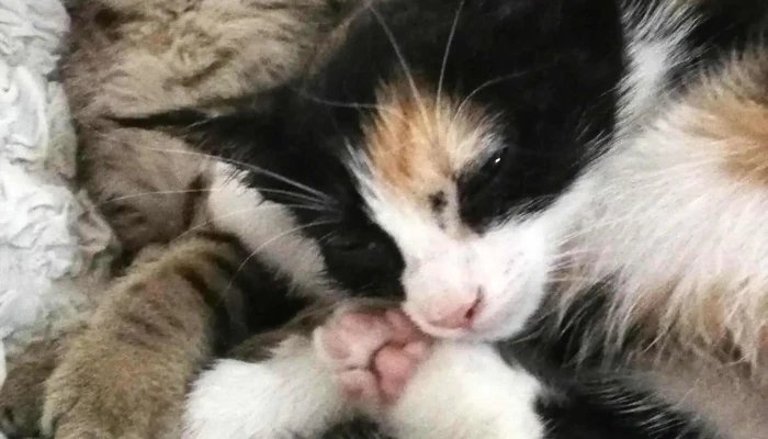 Ds Animal Center   Clinica Veterinara Chisoda Prețuri - Chișoda
