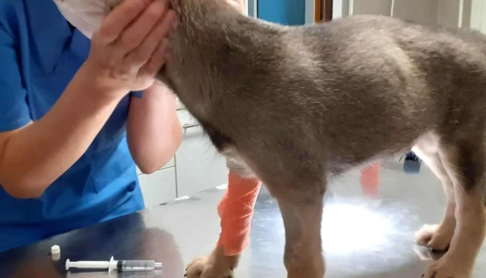 Ds Animal Center   Clinica Veterinara Chisoda Site Web - Chișoda