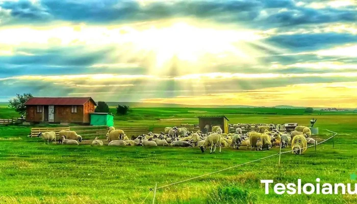 Dumbraveni Prețuri - Dumbrăveni