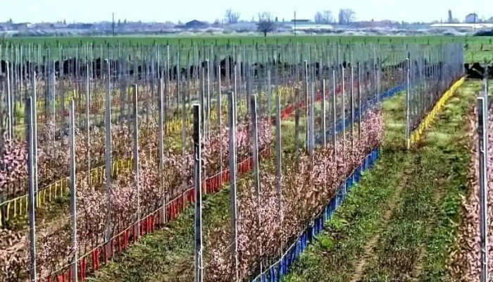 Ferma Cenad S.r.l - Cenad
