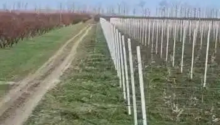 Ferma Cenad Srl De La Proprietar - Cenad