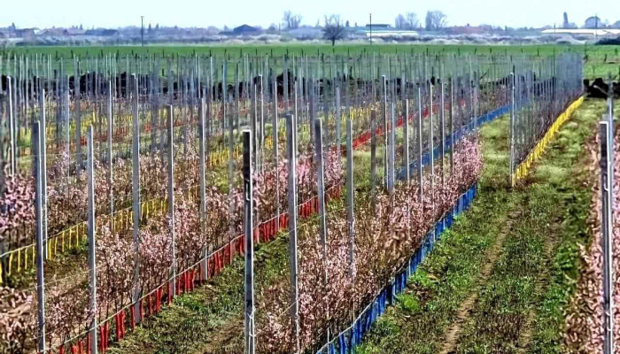 Ferma Cenad Srl Promoție - Cenad