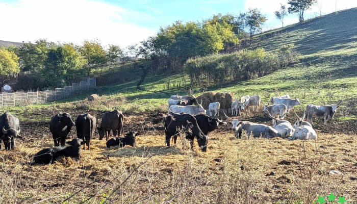 Ferma Cojocna -    Usamv Cn Vita - Cojocna