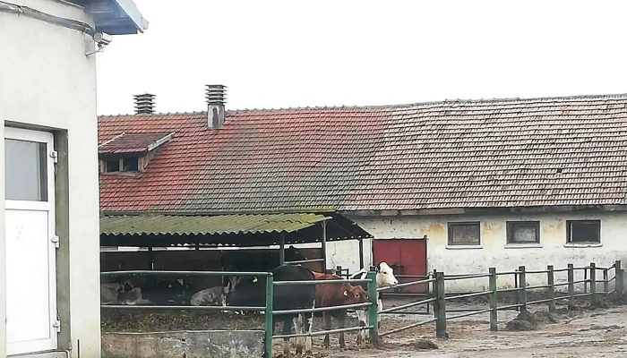 Ferma De Lapte -  Număr - Pantelimon