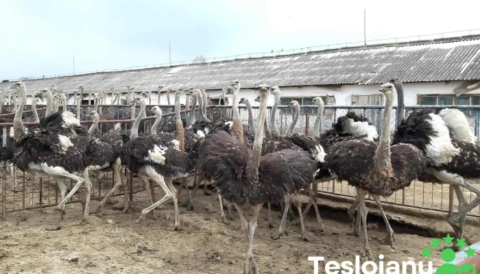 Ferma De Struti Tinca -  De La Proprietar - Tinca