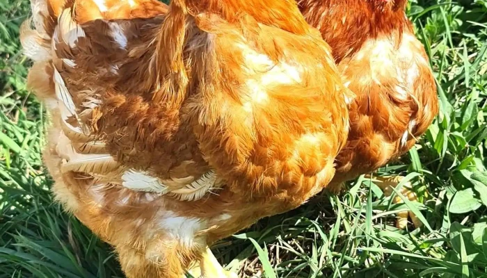 Ferma Gaini De Oua -  De La Proprietar - Cătămărești-deal
