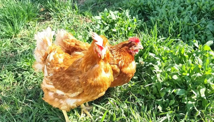 Ferma Gaini De Oua -  Gaina - Cătămărești-deal