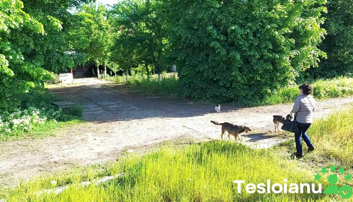 Fierbinti Targ Videoclipuri - Fierbinți-târg