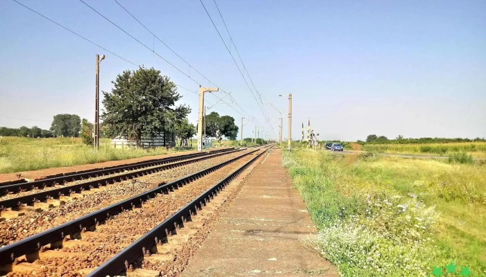 Gaiseanca Sina - Surdila-găiseanca