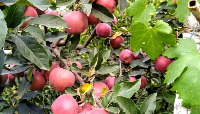 Garoafa -  Deschis Acum - Garoafa