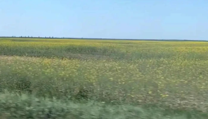 Ghimpati Videoclipuri - Ghimpați