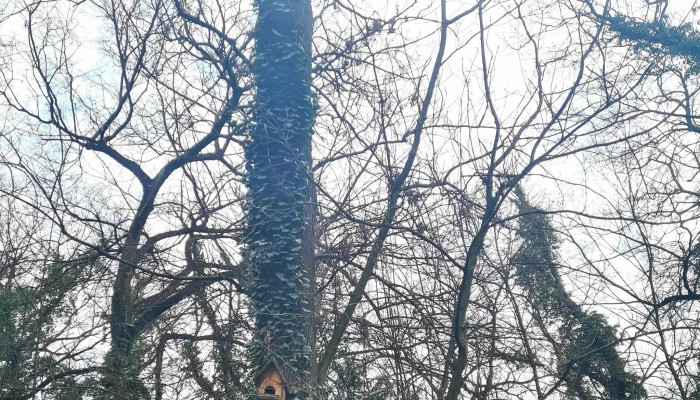 Gradina Botanica Macea Adresă - Macea