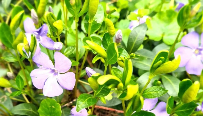 Gradina Botanica Macea Cum Să Ajungi Acolo - Macea