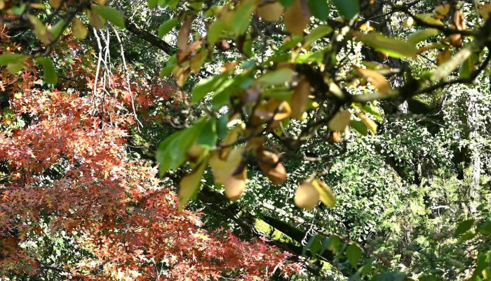 Gradina Botanica Macea Videoclipuri - Macea