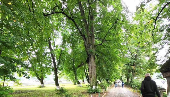 Herghelia De Armasari Dumbrava Adresă - Timișești