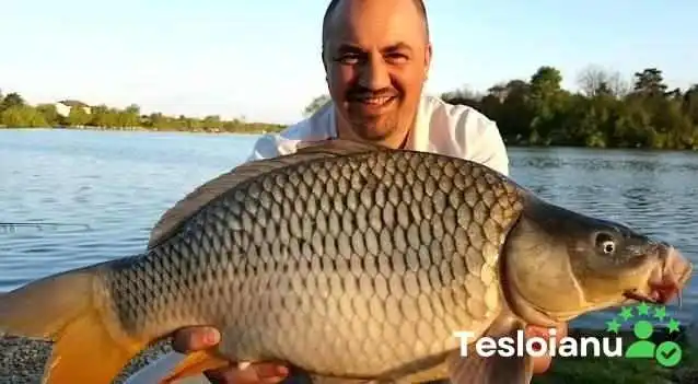 Hermes Peris Peste - Periș