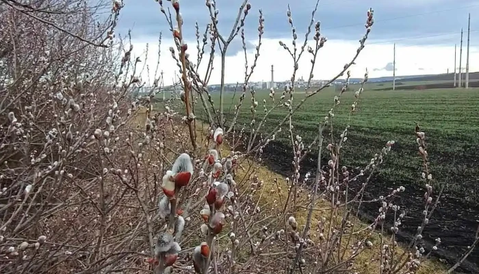 Iaz Bosanci 1 -  Scor - Bosanci