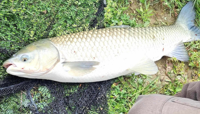 Iazul Sylva -  Număr - Romania